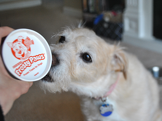 Molly Monday: Frosty Paws Ice Cream!