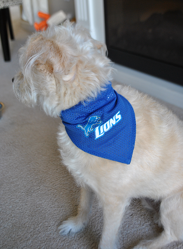 molly detroit lions