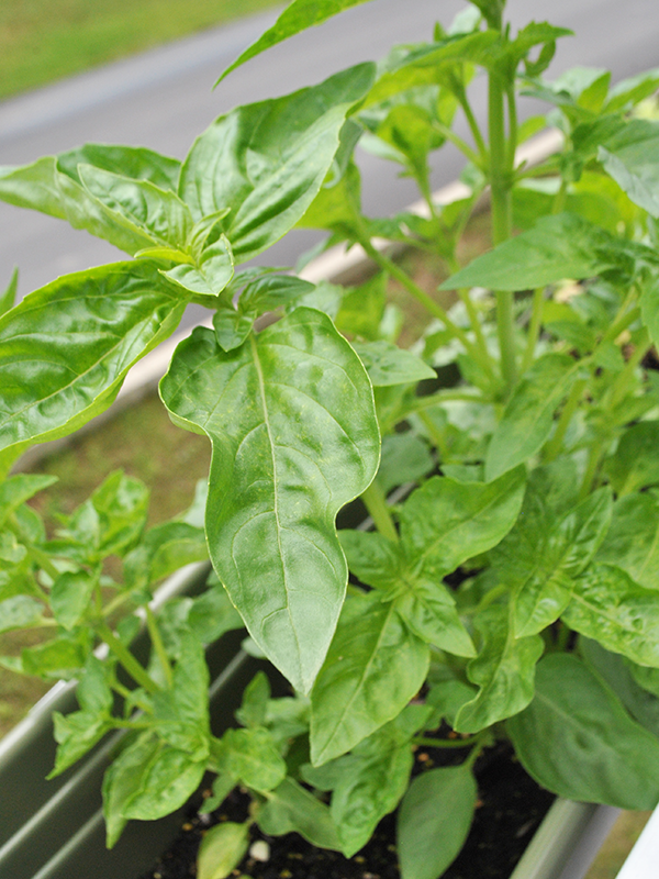 basil plant