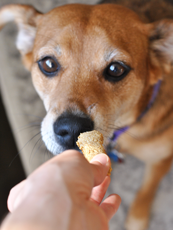 Homemade Peanut Butter Banana Dog Treats - Court's House